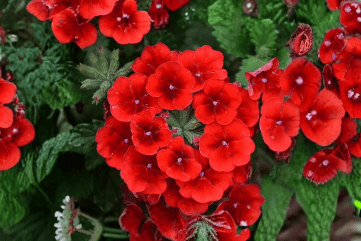 Empress Sun Red Verbena Live Plant - 4-Inch Pot