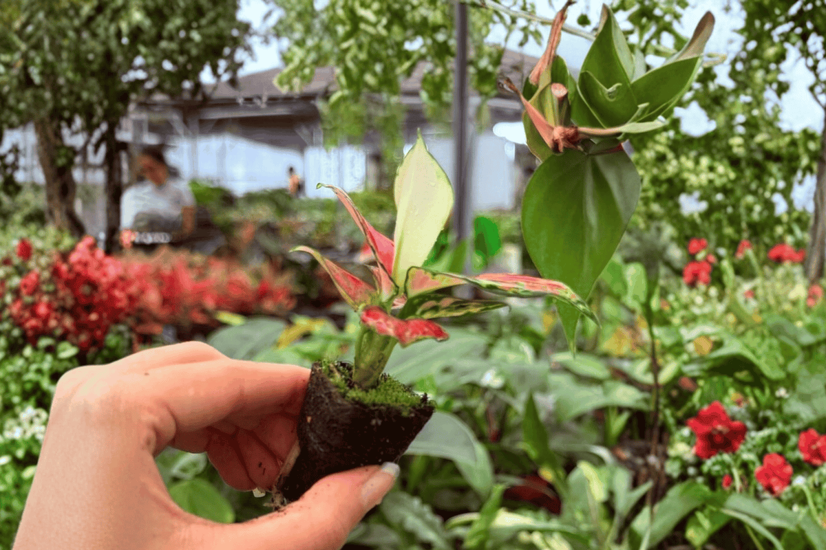 Aglaonema Sunrise Red Starter Plants (2) - Exact Plants in 2" Pots
