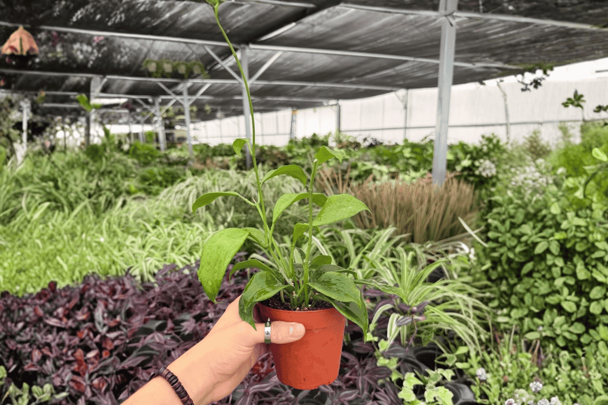 Hoya quinquenervia - 2 Live Plants in 4-Inch Pots (Potted)