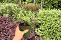 Anthurium Hoffmanii x Red HU | 2 Live 4-Inch Potted Plants