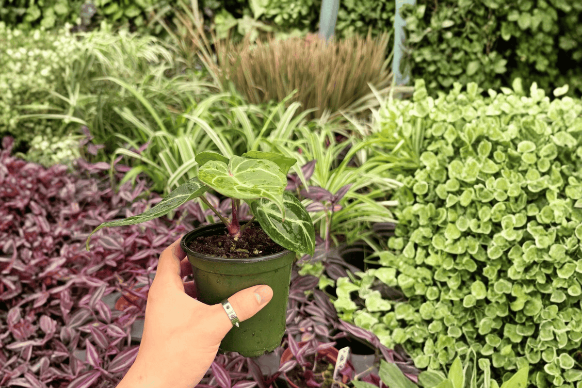 Anthurium Hoffmanii x Red HU | 2 Live 4-Inch Potted Plants
