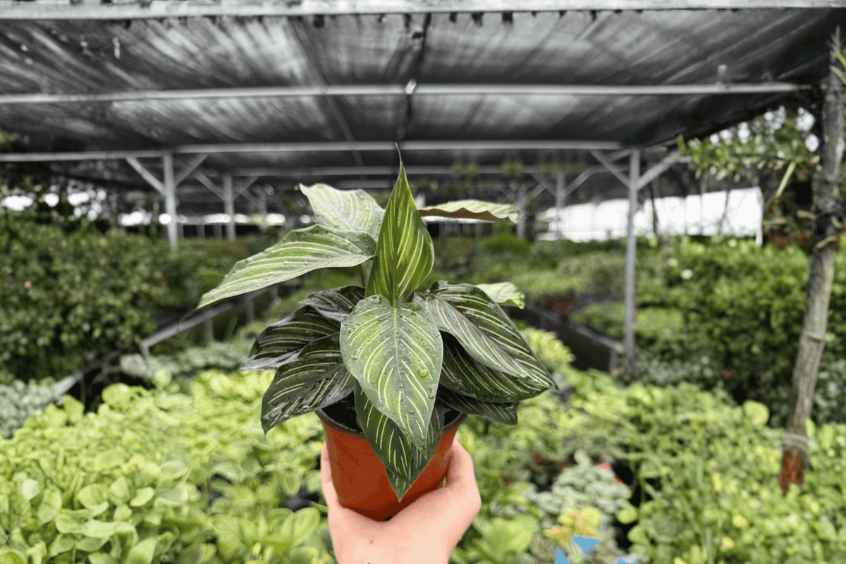 Calathea Beauty Star Goeppertia ornata 'Beauty Star' 2-Plant 4-Inch Pots