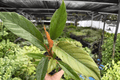 Philodendron Pluto 'Choco Empress' 2 Live Plants in 4-Inch Pots