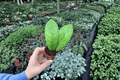 Hoya callistophylla - 2 Live Starter Plants, 2-Inch Nursery Size (Bare Root)