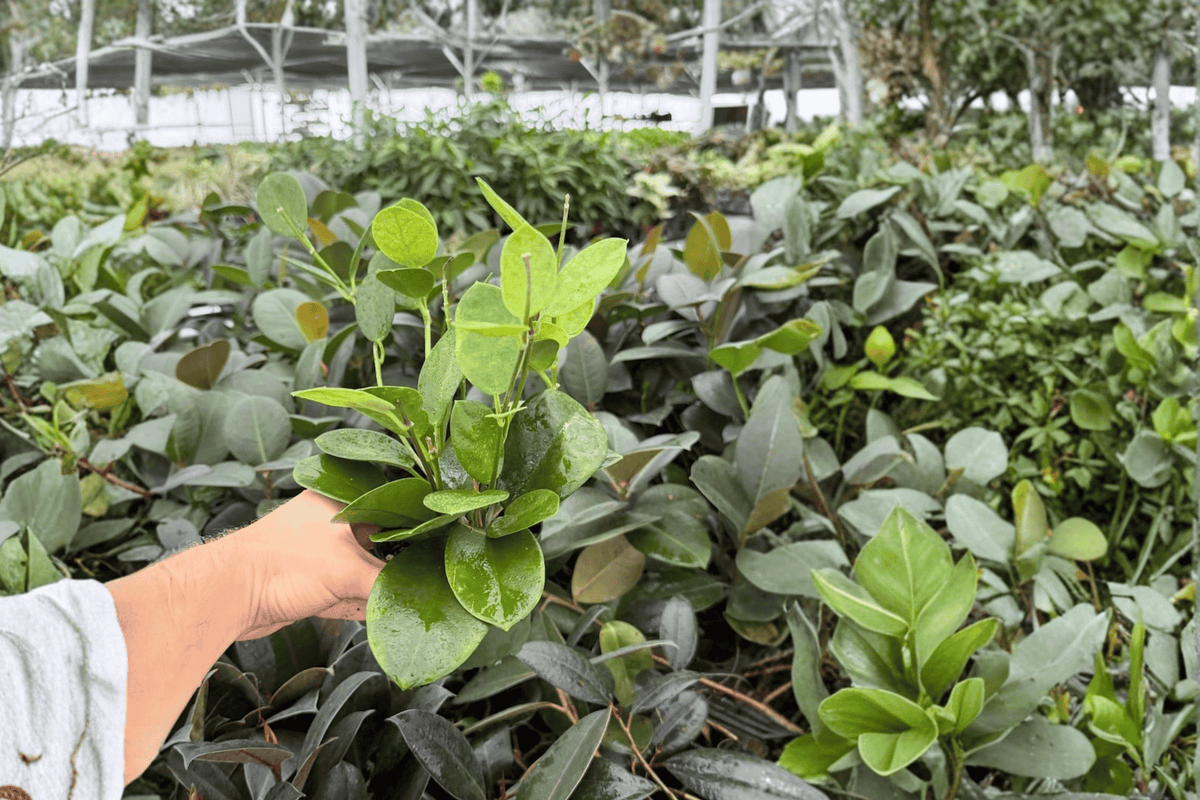 Hoya australis - 2 Live Plants in 4-Inch Pots (Shipped Potted)