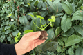 Philodendron Hope Aurea Variegated Starter Plants (2) | Exact Plants, 2-Inch Pots