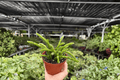 Rhipsalis sulcata - 2 Bare Root Live Plants, 4-Inch Pot Size