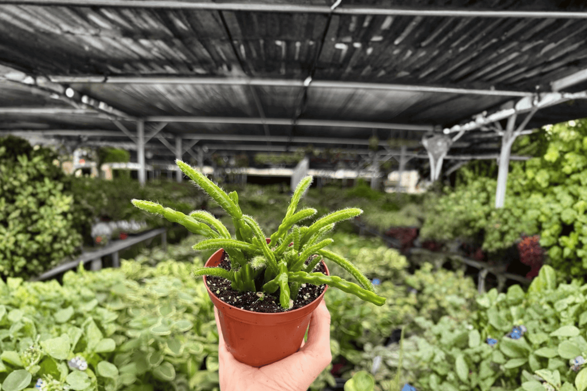Rhipsalis sulcata - 2 Bare Root Live Plants, 4-Inch Pot Size