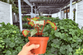 Harmony’s Reign of Fire Begonia - 2 Exact 4-Inch Potted Live Plants