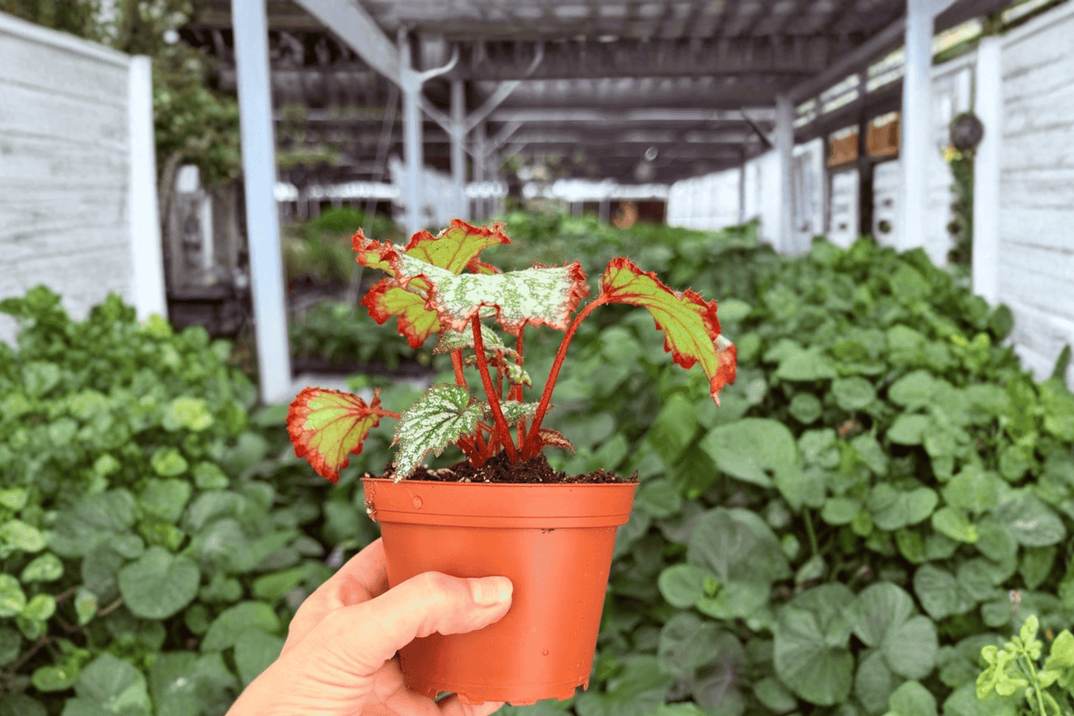 Harmony’s Reign of Fire Begonia - 2 Exact 4-Inch Potted Live Plants
