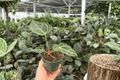 Anthurium Crystal x Golden 2 Live Plants - 4-Inch Pots (Crystal × Golden Hybrid)