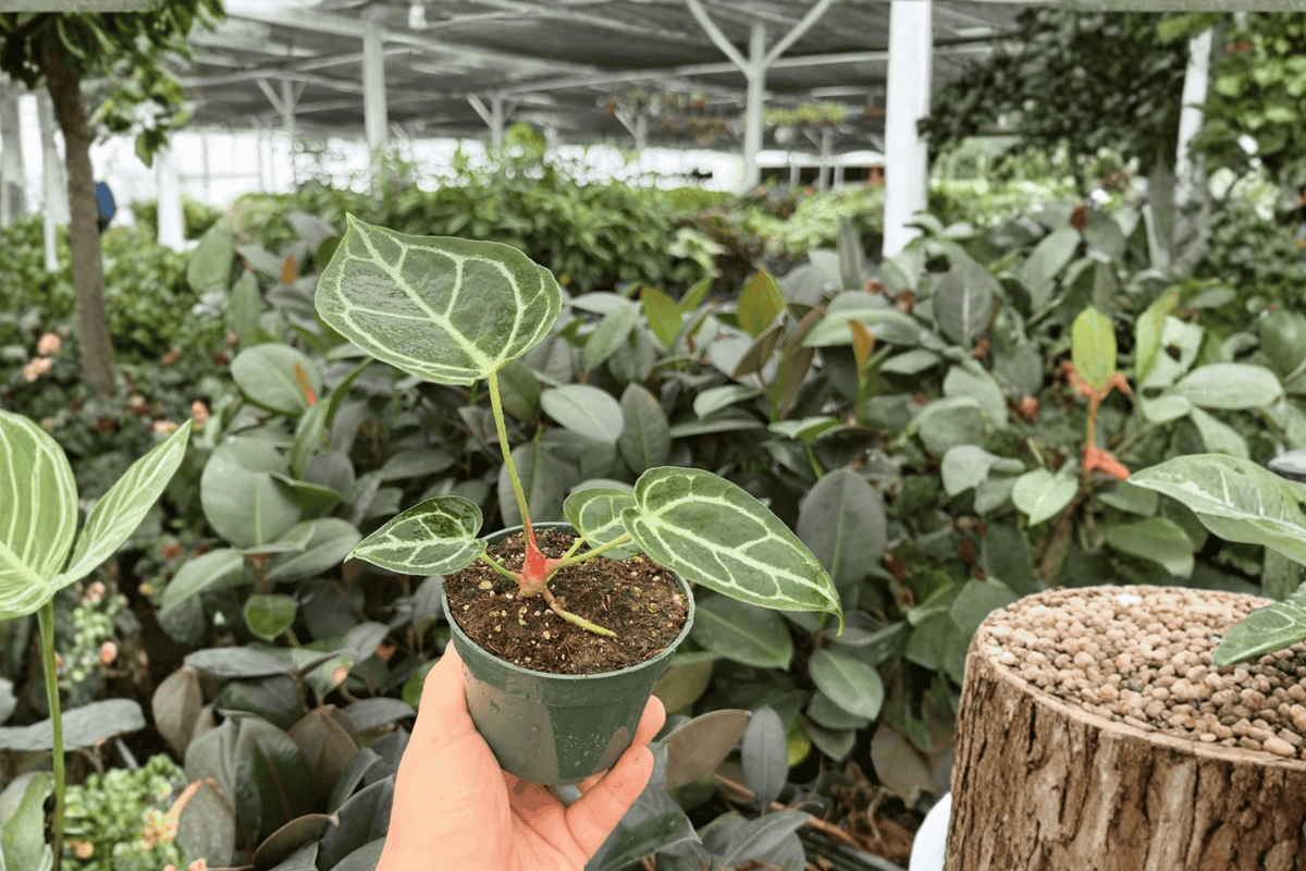 Anthurium Crystal x Golden 2 Live Plants - 4-Inch Pots (Crystal × Golden Hybrid)