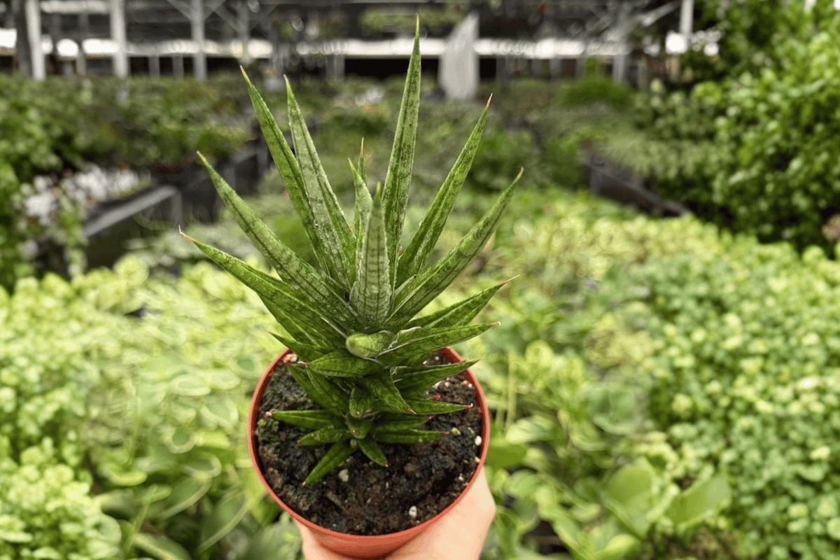 Sansevieria Francisii (Dracaena francisii) – 2 Live Plants in 4-Inch Pots
