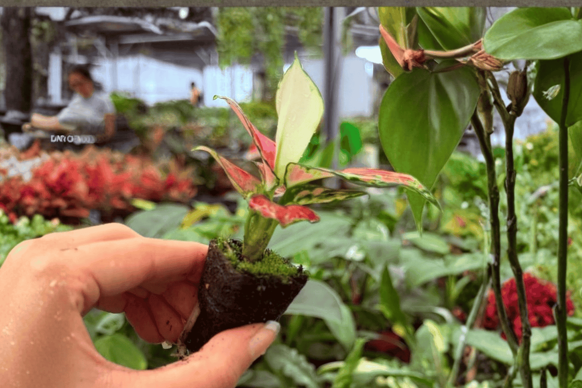 Aglaonema Sunrise Red Starter Plants (2) - Exact Plants, 2-Inch Cultivation