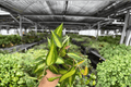 Hoya Macrophylla Pot of Gold - 2 Exact Live Plants in 4-Inch Pots
