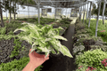 Syngonium podophyllum 'Starlite' - 2 Live Plants in 4-Inch Pots