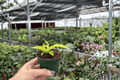 Philodendron Imperial Golden Starter Plants – 2-Pack, Bare Root