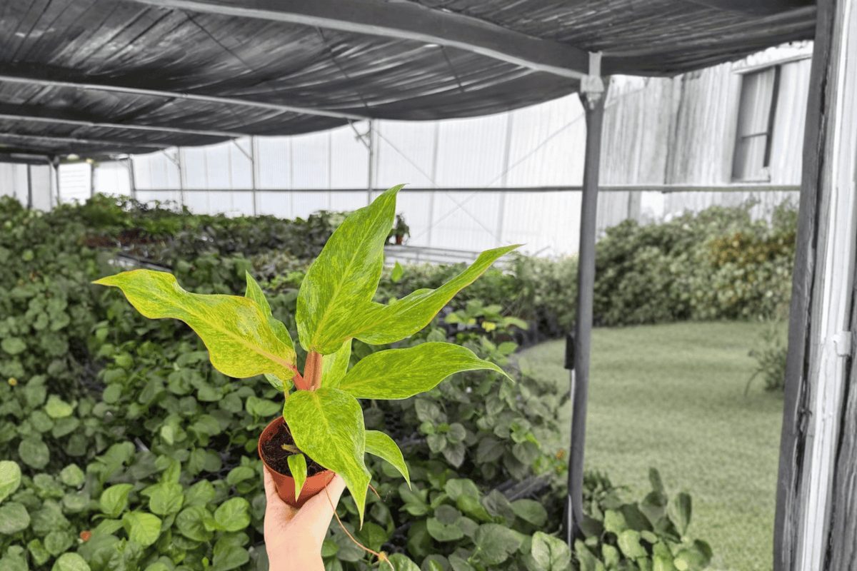 Philodendron Orange Marmalade - 2 Live Plants in 4-Inch Pots