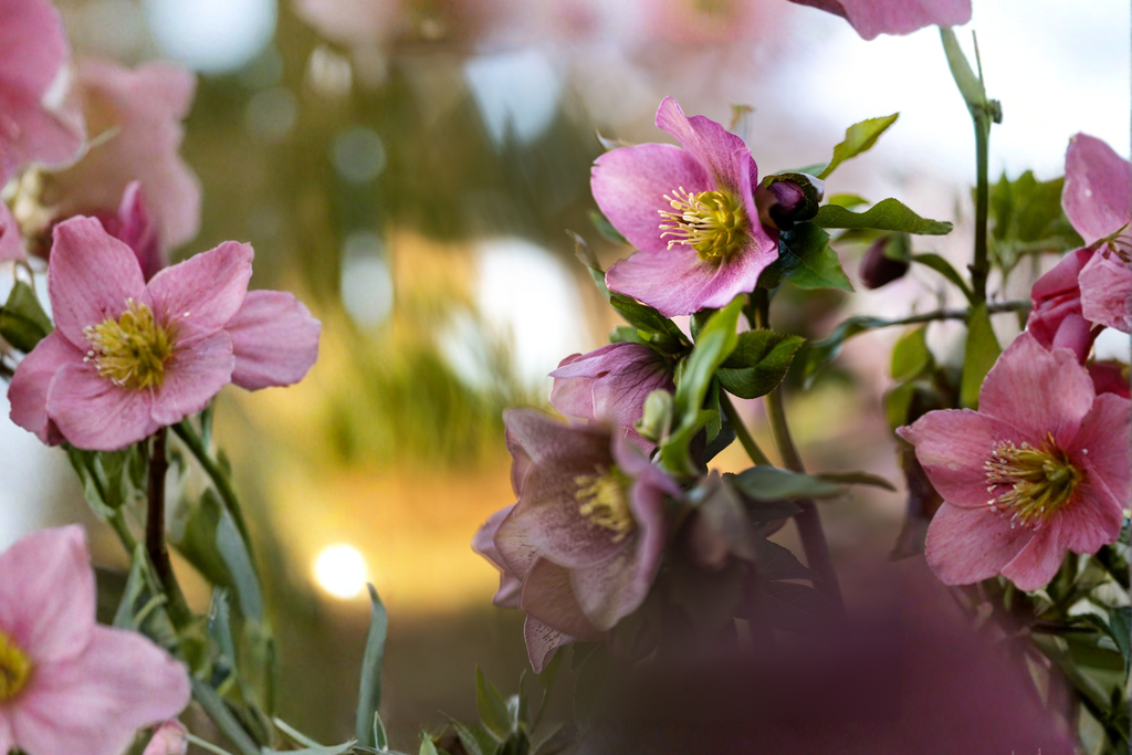 Lenten Rose Starter Plants (Helleborus spp.) – 3 Live Starter Plants for Shade Gardens