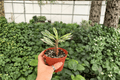Variegated Crown of Thorns Euphorbia milii - 2 Live Plants in 4-Inch Pots