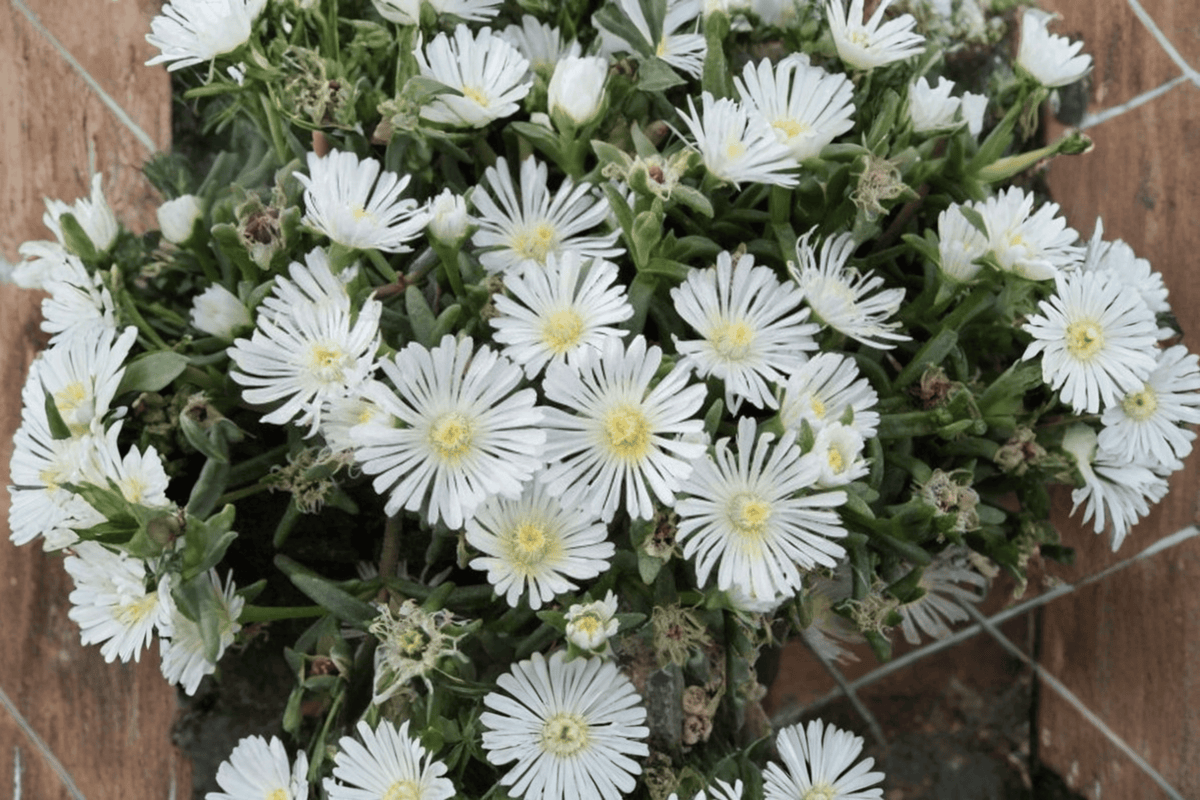 Delosperma 'White Wonder' Ice Plant - Wheels of Wonder, 4-Inch Pot
