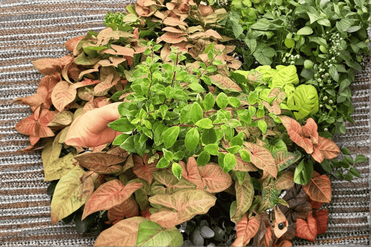 Variegated Lipstick Lobbianus - 2 Exact Live Plants in 4-Inch Pots | Aeschynanthus lobbianus
