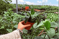 Dracaena Tornado – 2 Live Plants in 4-Inch Pots (Exact Plants Shown)