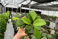 Hoya quinquenervia Live Plants — 2 in 4-Inch Pots
