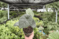 Alocasia Melo (Alocasia melo) Live Plants - 2x 4-Inch Pots