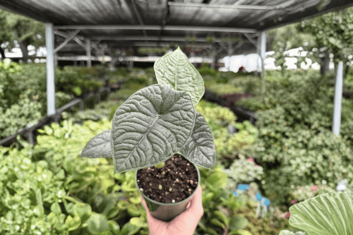 Alocasia Melo (Alocasia melo) Live Plants - 2x 4-Inch Pots