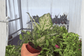 Aglaonema Eileen - 2 Bare Root Live Plants in 4-Inch Size (Exact Plants pictured)