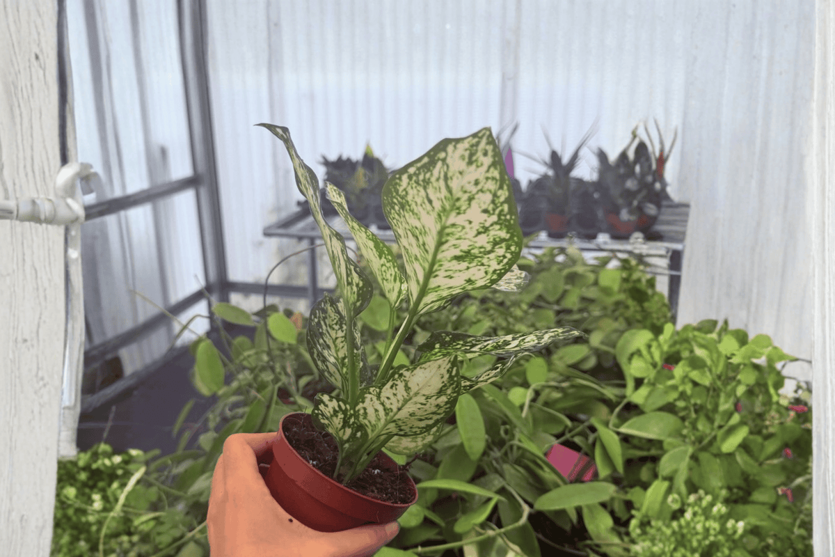 Aglaonema Eileen - 2 Bare Root Live Plants in 4-Inch Size (Exact Plants pictured)