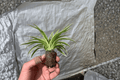 Spider Plant 2 Starter Plants (Chlorophytum zebrina) Bare Root