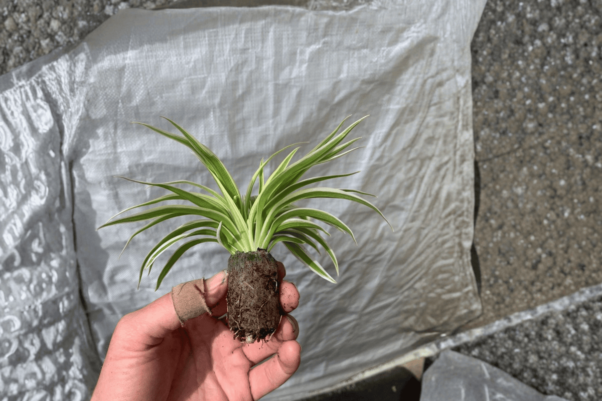 Spider Plant 2 Starter Plants (Chlorophytum zebrina) Bare Root