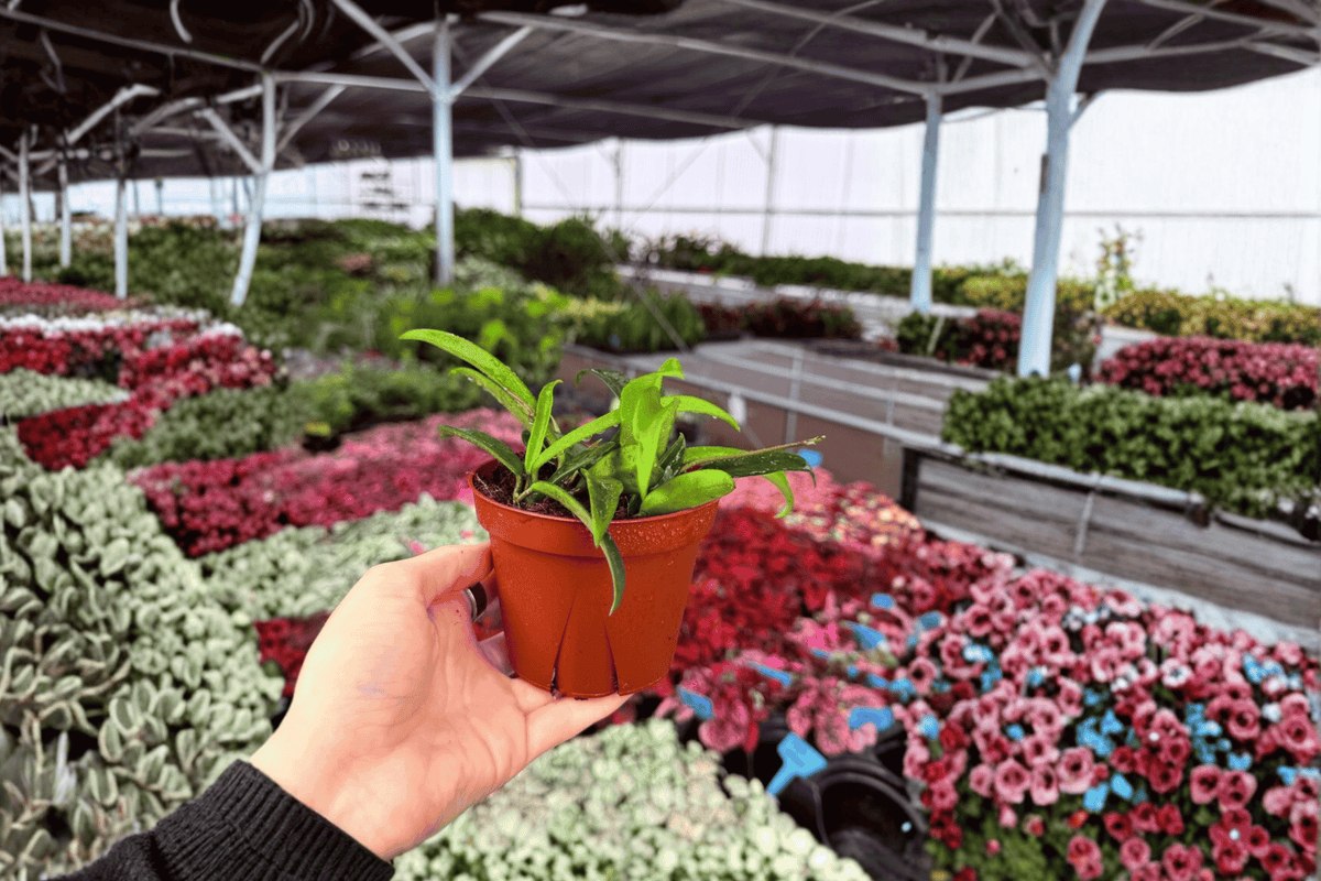 Hoya Minibelle Live Plants - Set of 2 in 4-Inch Pots