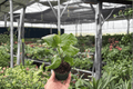 Red Planet Hibiscus 2 Live Starter Plants (2-Inch Pot) Hibiscus 'Red Planet'