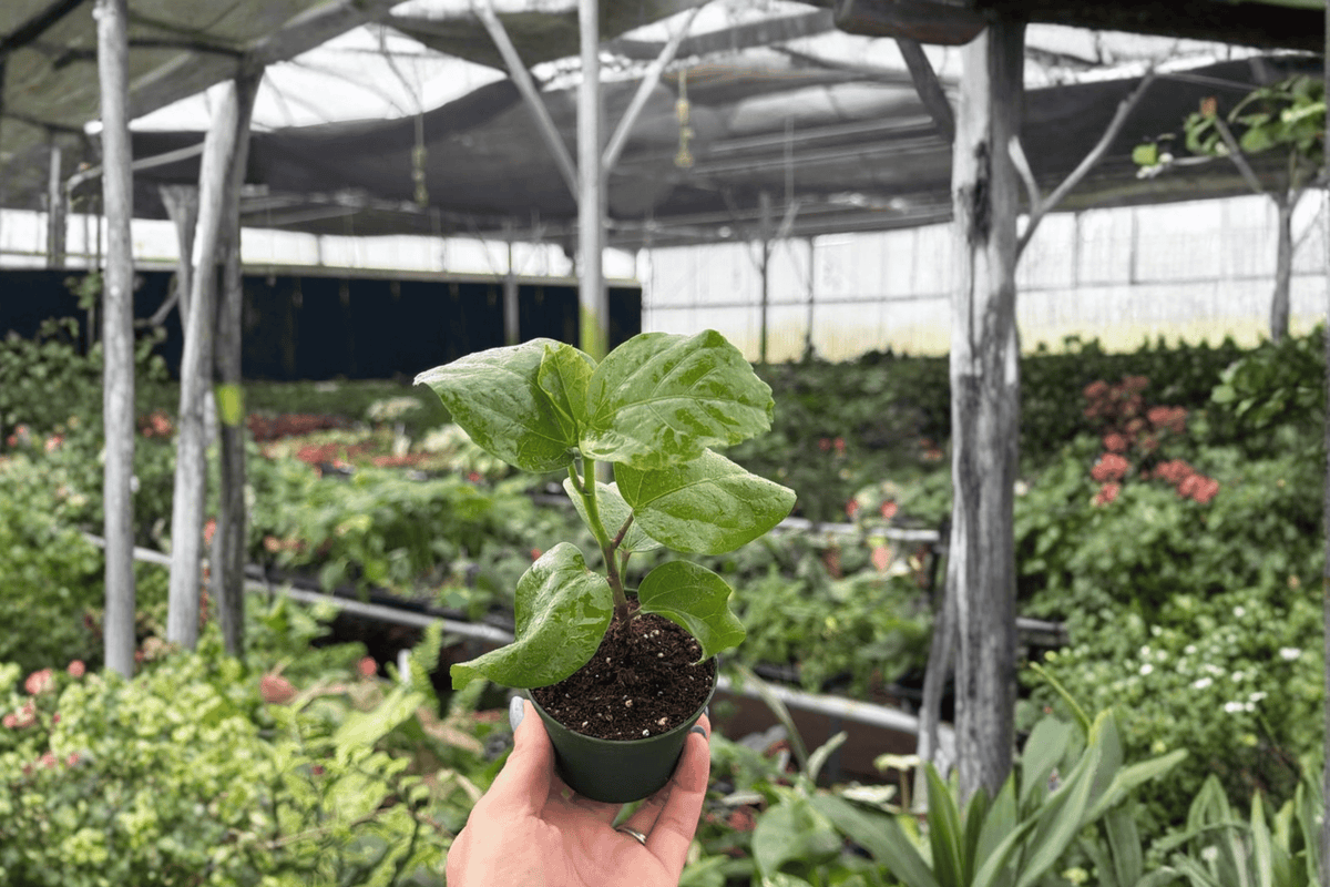 Red Planet Hibiscus 2 Live Starter Plants (2-Inch Pot) Hibiscus 'Red Planet'