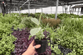 Ficus elastica 'Tineke' - 2 Exact Live Plants in 4-Inch Pots