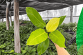 Philodendron Moonlight - 2 Live Plants in 4-Inch Pots (Moonlight)
