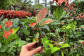 Aglaonema 'Diamond Red' Starter Plants (2) - Exact Plants, 2-Inch Cultivation Plugs