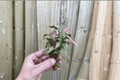 Syngonium podophyllum 'Neon' Neon Pink Starter Plants – 2 Live Plants (2-inch pots)