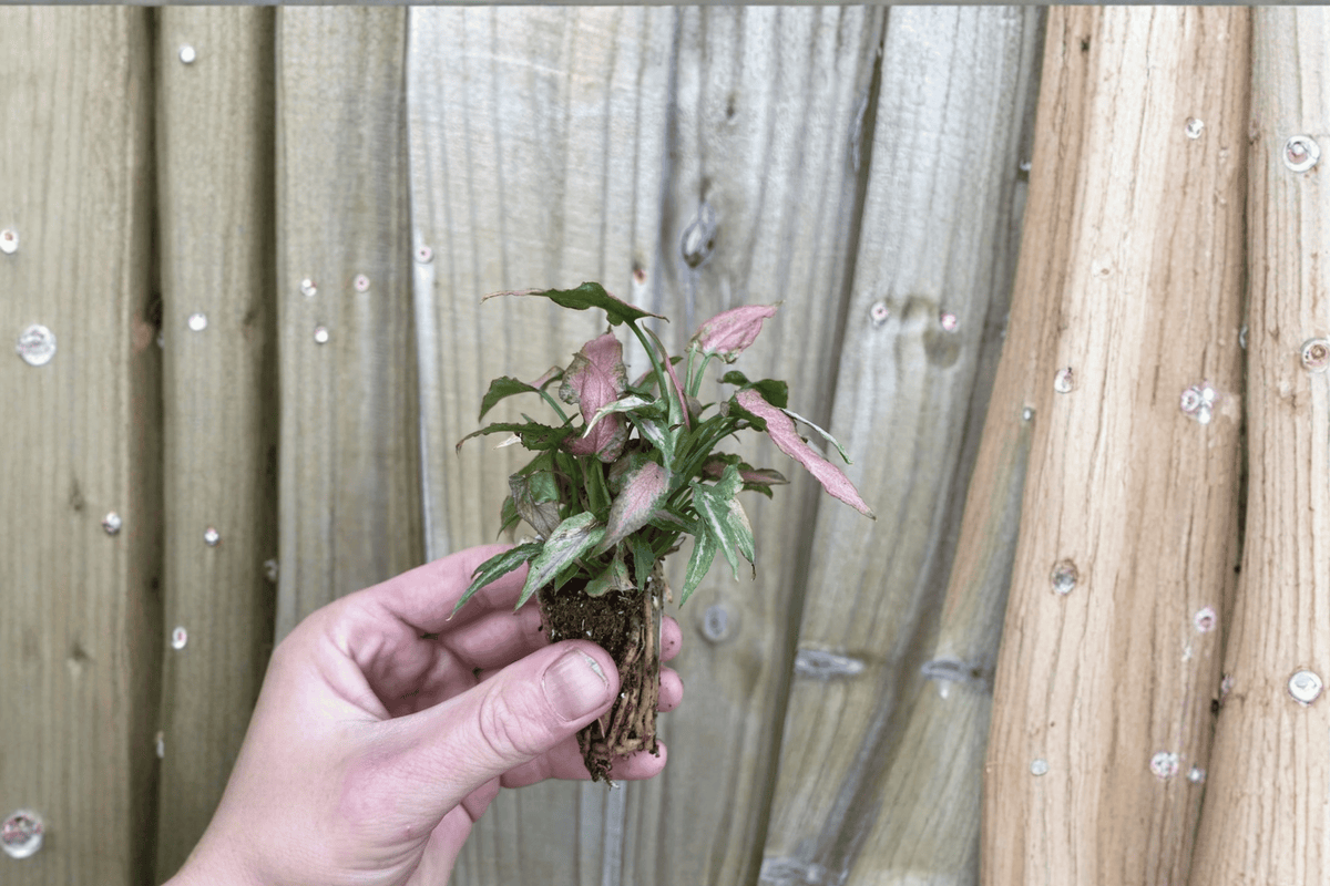 Syngonium podophyllum 'Neon' Neon Pink Starter Plants – 2 Live Plants (2-inch pots)