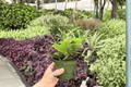 Hoya Jade (Hoya 'Jade') - 2 Live Plants in 4-Inch Pots - Shipped Potted