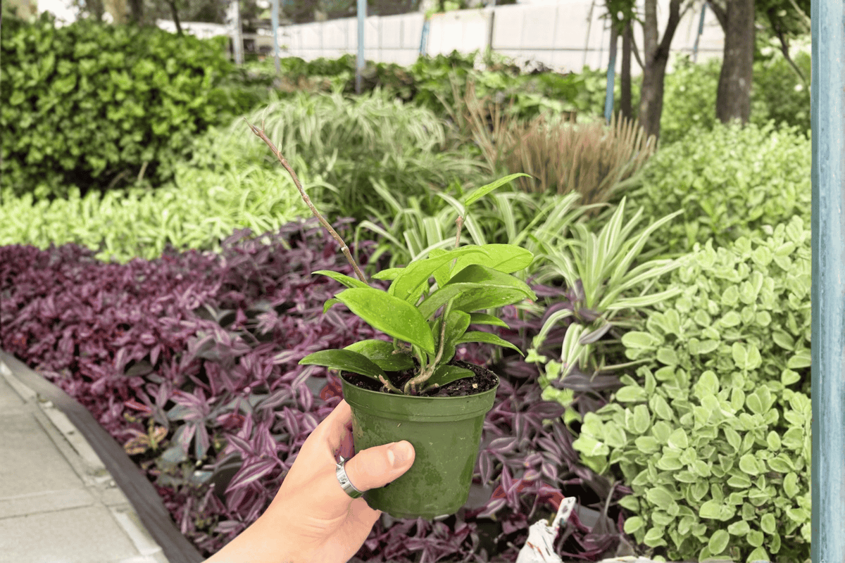 Hoya Jade (Hoya 'Jade') - 2 Live Plants in 4-Inch Pots - Shipped Potted