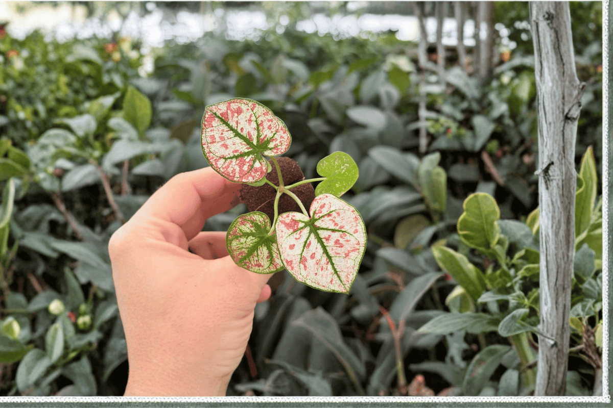 Caladium Scarlet Mary | 2 Exact Live Starter Plants (2-Inch Pots) – Starter Size