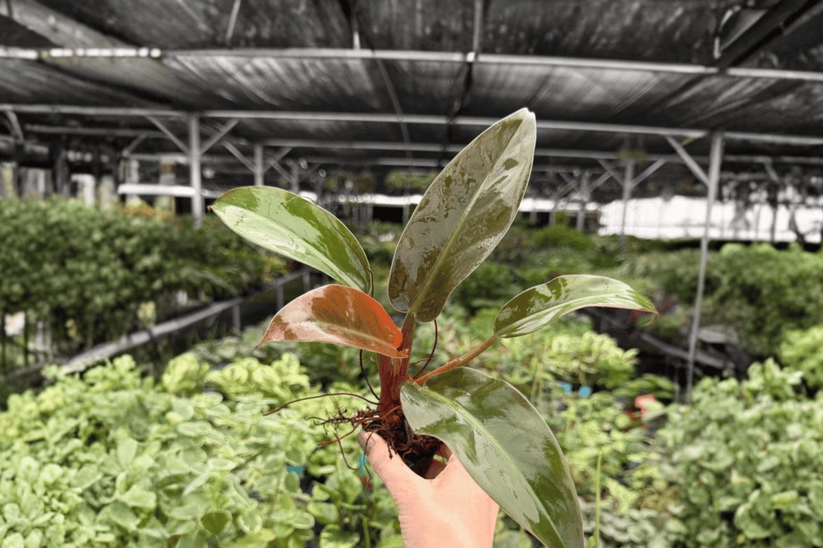 Philodendron Imperial Red Starter Plants (2) - Bare Root, 2-Inch Pots