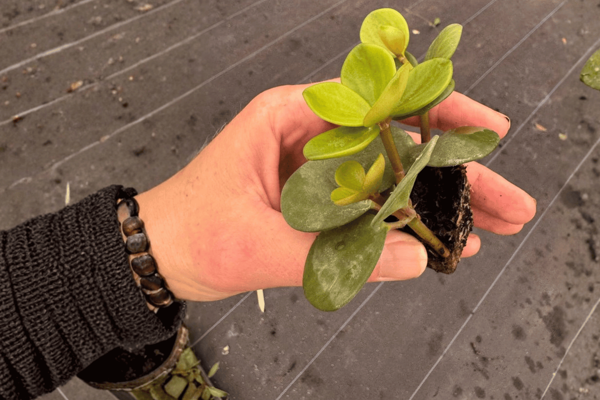Peperomia Hope — 2 Live Starter Plants (2-Inch) Bare Root with Soil Pod