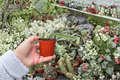 Edgar's Baby Dragon Fruit Starter Plants (2-Pack) – Selenicereus Hybrid, 2-Inch Pots