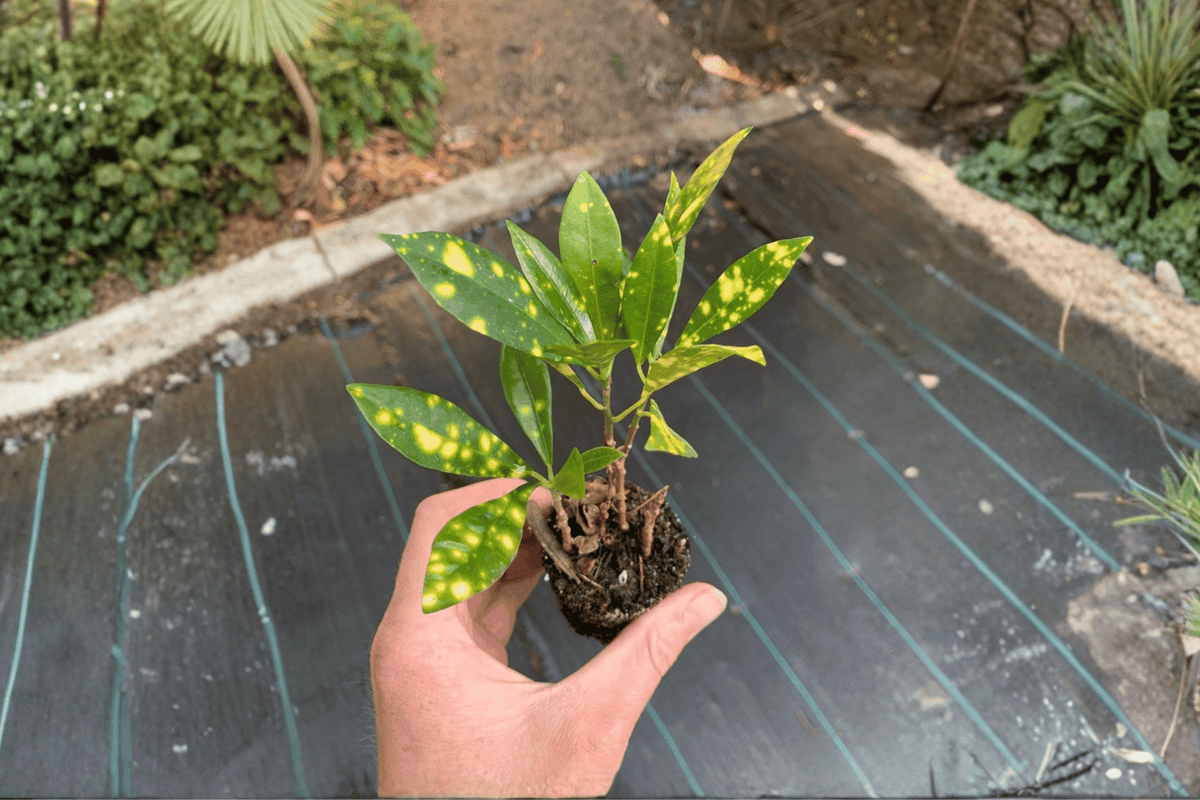 Gold Dust Croton 2 Starter Plants (Codiaeum variegatum) Bare Root