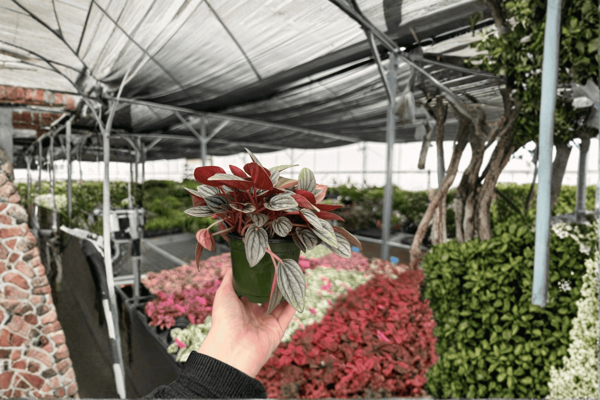 Peperomia Santorini (2 live plants) – 4-Inch Pots